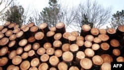 Dok aktivisti tvrde da loženje drva podstiče neodrživu sječu šuma, šteti bioraznolikosti šuma i izvor je štetnih emisija, industrija naglašava da je riječ o karbonski neutralnom energentu.