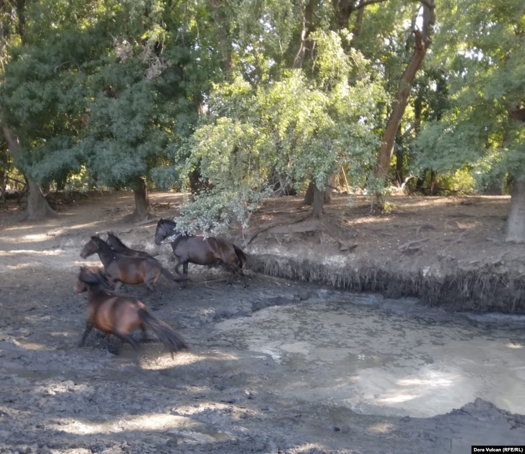 Gama e kuajve është pjesërisht e kufizuar, sepse kullosja e tyre është shkatërruese për ekosistemin delikat të deltës së Danubit, duke përfshirë florën si dhe lloje të rralla lulesh.
