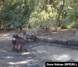 Gama e kuajve është pjesërisht e kufizuar, sepse kullosja e tyre është shkatërruese për ekosistemin delikat të deltës së Danubit, duke përfshirë florën si dhe lloje të rralla lulesh.