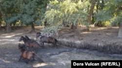 The horses' range is limited in part because their grazing is so destructive to the Danube Delta's delicate ecosystem, including rare species of flowers and other flora.