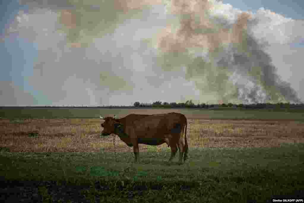 A cow stands in a field as black smoke rises from the front line of the war in Ukraine in the Mykolayiv region.&nbsp;