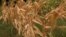 Bosnia-Herzegovina, Bijeljina, Bosnian farmers say drought has ruined crops, August 9, 2022.