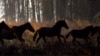 A story of climate and persistence: Locals begged reserve officials to act fast after drought claimed these Danube Delta wild horses' only watering holes.