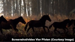 A story of climate and persistence: Locals begged reserve officials to act fast after drought claimed these Danube Delta wild horses' only watering holes.