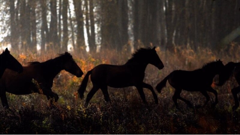Как жители Румынии спасают диких лошадей от обезвоживания и смерти