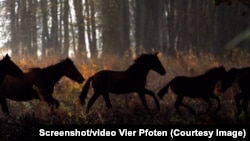 Caii sălbatici de la Letea au mai primit o șansă. Duminică seara și în noaptea de luni spre marți, adăpătorile din zona strict protejată Letea a Rezervației Delta Dunării au fost refăcute