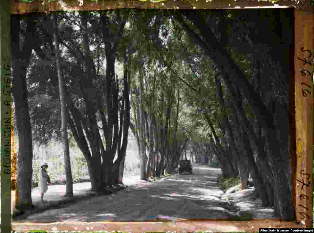 A woman strolling along a tree-lined avenue in Kabul. The Archives of the Planet project was funded by a French banker who sent photographers to more than 50 countries between 1909-31.