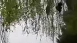 "Вазир ўринбосари айтаверади! Йўл нозирлари яна пистирмада"