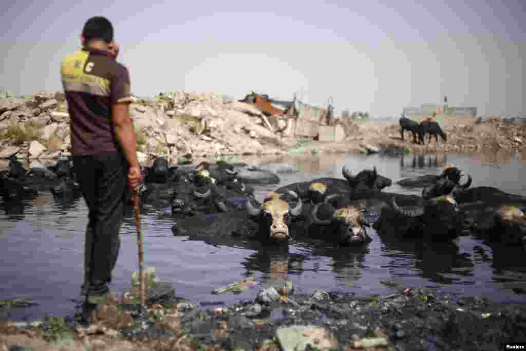 An Iraqi Shi&#39;ite shepherd watches his buffalos cool off in a pool of sewage.