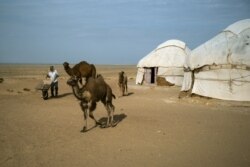 Garagalpagystan çölüniň boş meýdanynda ýol ýakasyndaky duralgalar, ak öýler.Ýoluň kenaryndaky bu duralgalar düýedarlar tarapyndan dolandyrylýar.