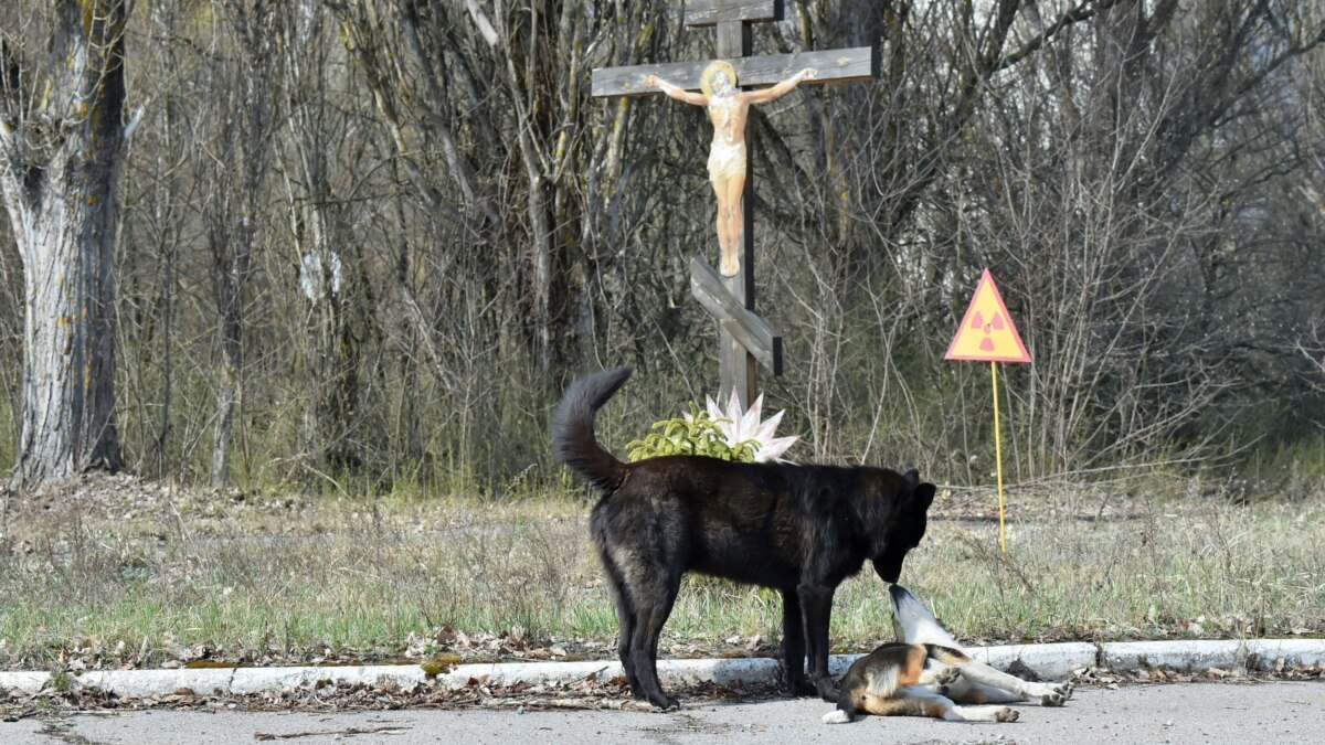 U S Based Group Sending Veterinarians To Treat Stray Dogs In Chernobyl
