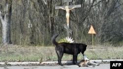 Stray dogs near the ghost city of Prypyat near Chernobyl