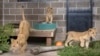 The orphaned lion cubs explore the Wildcat Sanctuary in Sandstone, Minnesota, on November 30.