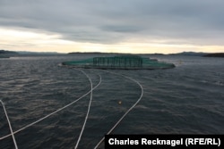Норвежская акваферма, где выращивают лосось