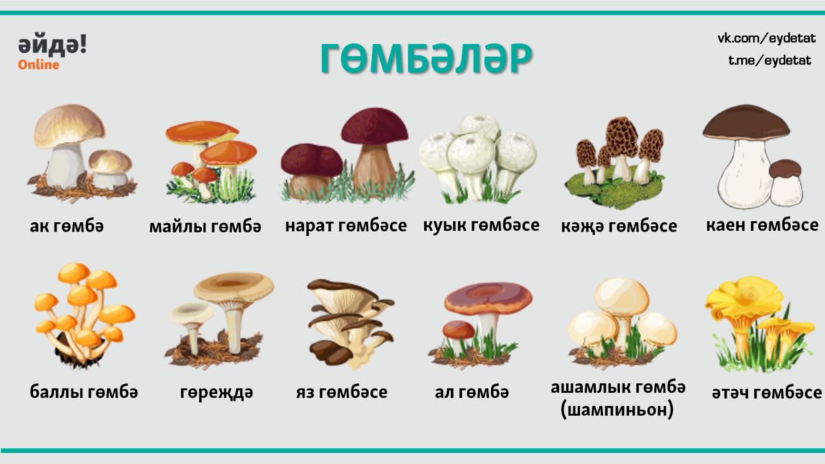 Слова грибы 3. Название грибов на татарском языке. Название грибов по татарский. Грибы название на татарском. Мухомор на татарском.