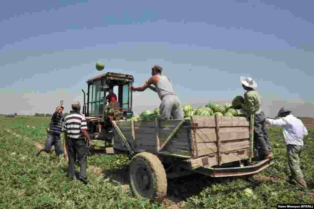 Armenia -- Watermelon harvest in Ararat region, 14Aug2012