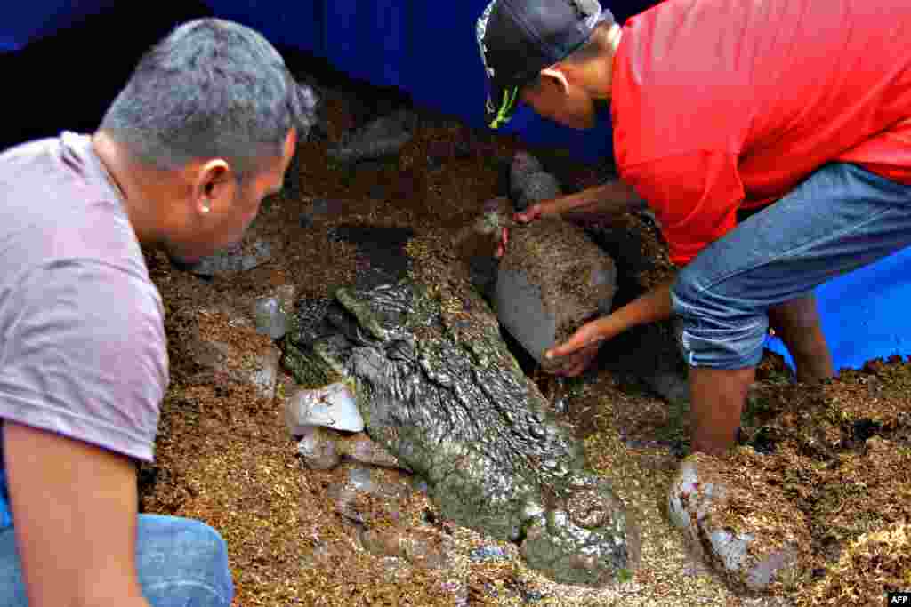 Workers place blocks of ice around the remains of &quot;Lolong,&quot; who at 6.17 meters was the largest saltwater crocodile in captivity, in Bunawan, on the island of Mindinao in the Philippines. Lolong survived just 17 months after capture. (AFP/Erwin Mascarinas)