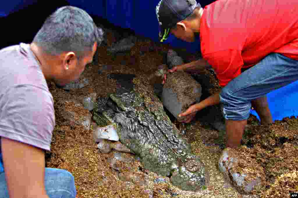 Workers place blocks of ice around the remains of "Lolong," who at 6.17 meters was the largest saltwater crocodile in captivity, in Bunawan, on the island of Mindinao in the Philippines. Lolong survived just 17 months after capture. (AFP/Erwin Mascarinas)