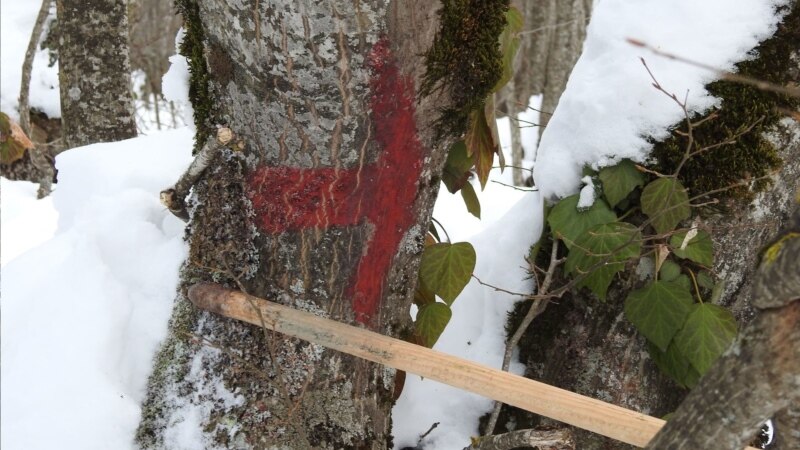 სუსი ჩორჩანასთან ხეების წითელი საღებავით მონიშვნის შემთხვევებს სწავლობს