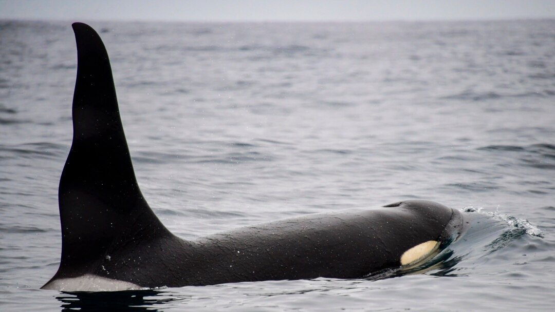 Активисты Проводят Флешмоб На Байкале В Защиту Китов, Белух И Косаток