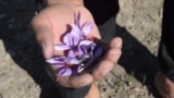 afghanistan saffron grab