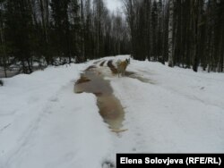 Коричневые пятна от торфяников