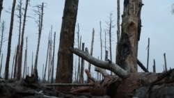 Серебрянский лес.