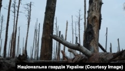 Серебрянський ліс. Донецька область, 2025