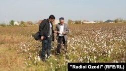 Фермер-таджик в Казахстане
