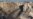 Syrian Military Calls On Aleppo Rebels To Surrender As Assault Continues