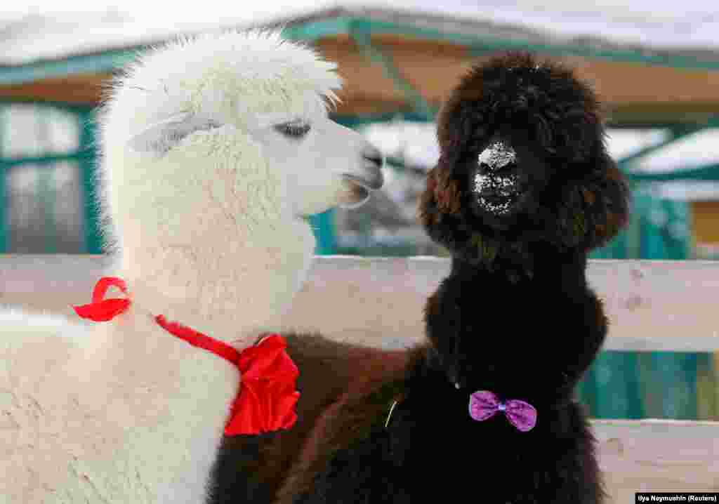 Alpacas, male Romeo (L) and female Juliette, decorated for Valentine's Day, mingle inside their open air enclosure at the Roev Ruchey Zoo in Krasnoyarsk, Russia February 14, 2019