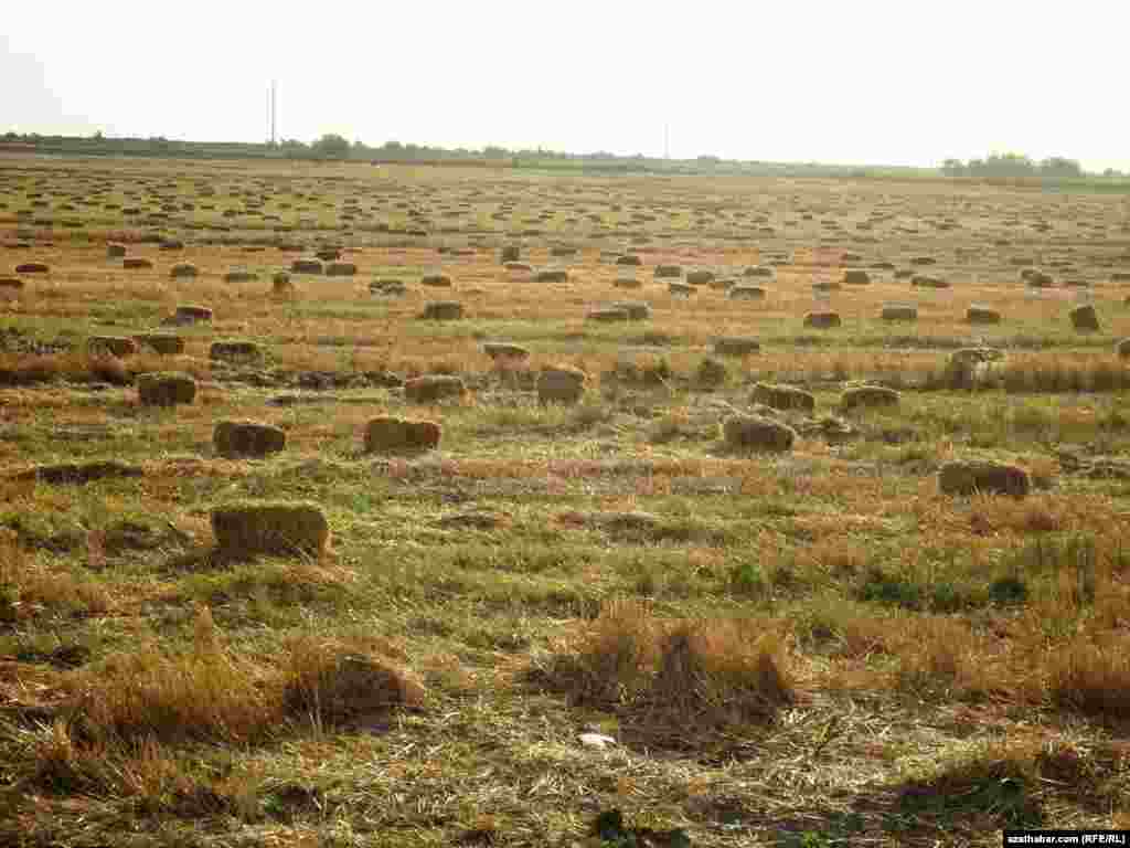 Orumdan soň bugdaý meýdany