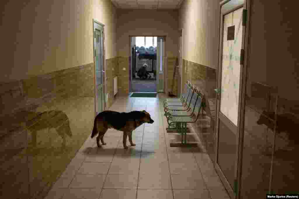 &nbsp;A dog stands in front of an operating room while a medical team performs surgery on a Ukrainian soldier in a hospital in Kramatorsk in eastern Ukraine.
