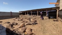 На юге Казахстана в селевых потоках погибли сотни голов скота

