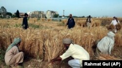 محصولات گندم پاکستان بیشتر در محلاتی نگهداری می شود که از سیلاب های اخیر متاثر شده است