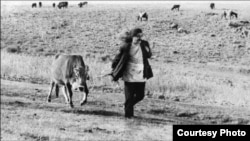 Dariush Mehrjui's The Cow (1969) is considered to have been a pivotal work in the Iranian New Wave.