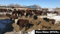 Cattle at a Kazakh farm. In recent days, an infectious disease killed 76 cows and calves in the Shet district of Kazakhstan's central Qaraghandy region, while 150 more cows are suspected of being infected with the illness.