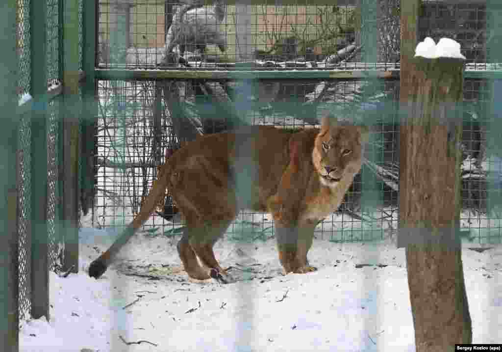 Лев, який перебував поблизу місця падіння російської керованої авіабомби після удару по екопарку «Фельдман».Іван Достов, головний ветеринар зоопарку, повідомив журналістам, що його команда оглядає тигрів і левів, які «травмовані», але, як очікується, виживуть після нападу. «Мені здається, їхньому життю нічого не загрожує», – сказав він