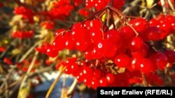 Иллюстрациялык сүрөт. 