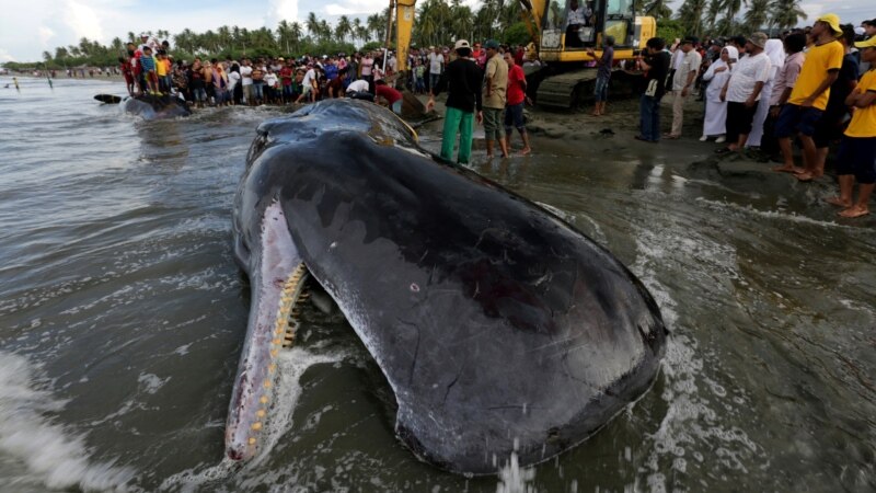 دیده شدن جسد یک نهنگ در نزدیک ساحلی در اندونیزیا