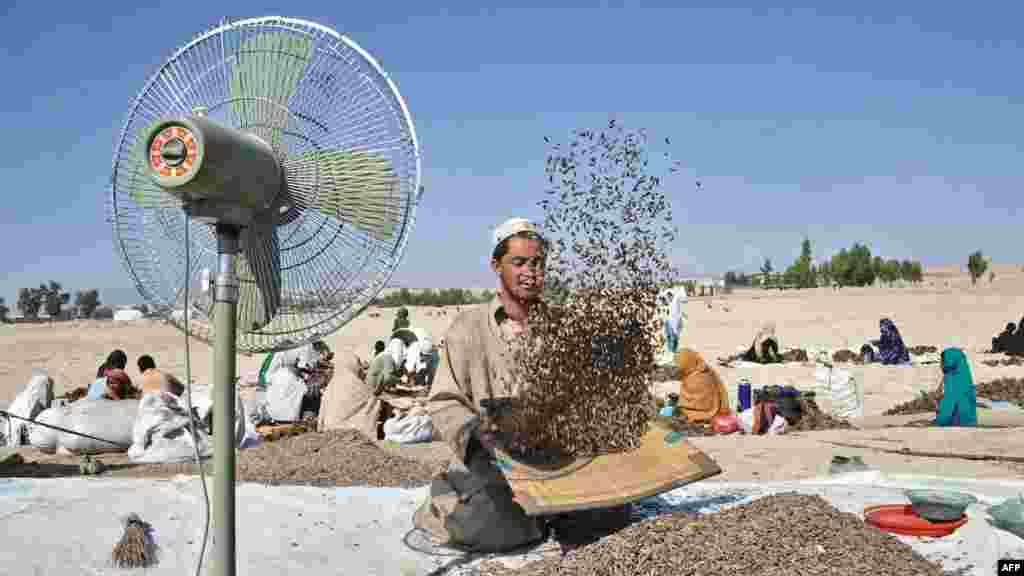 OCTOBER 15, 2012 -- A man works at a traditional factory that extracts and prepares pine nuts for sale on the outskirts of Jalalabad, Afghanistan. &nbsp;