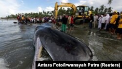 Uginuli kit ulješura, fotoarhiv