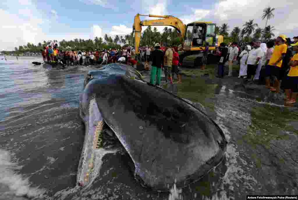 Workers use heavy machinery to remove a dead sperm whale, one of four to die after becoming stranded on a beach in Aceh Besar, Aceh Province, Indonesia. (Reuters/Antara Foto/Irwansyah Putra)