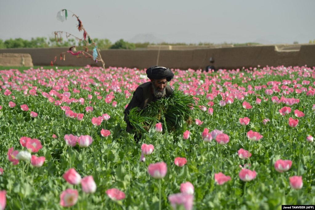 Një fermer duke punuar në një fushë me lulëkuqe në provincën e Kandaharit, në Afganistan, më 14 mars.