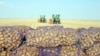 Туркменистан. Фермеры Дашогузского велаята приступили к посадке картофеля. Фото взято с официального сайта. Март, 2022