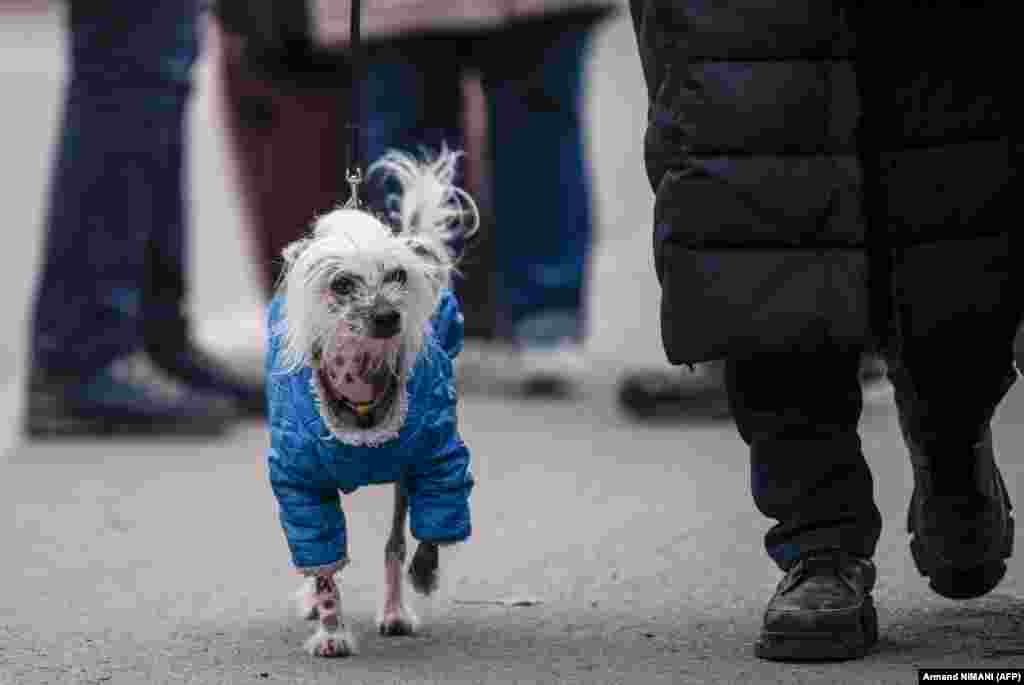 An evacuee from Ukraine walks with her dog at the Ukrainian-Romanian border in Siret in northern Romania.