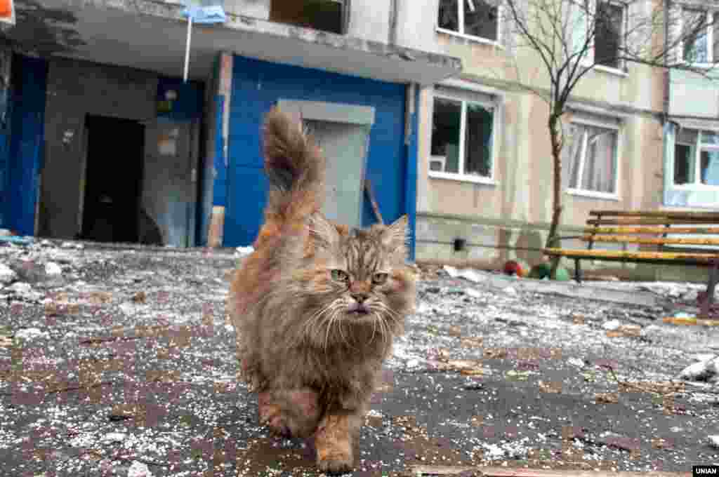 Кіт біля зруйнованого після обстрілу російськими військовими житлового будинку у спальному районі Харкова. 8 березня 2022 року