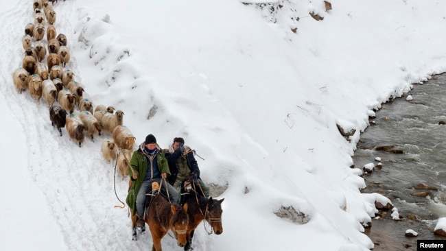 Этнические казахи в Синьцзяне перегоняют скот. 12 марта 2015 года.