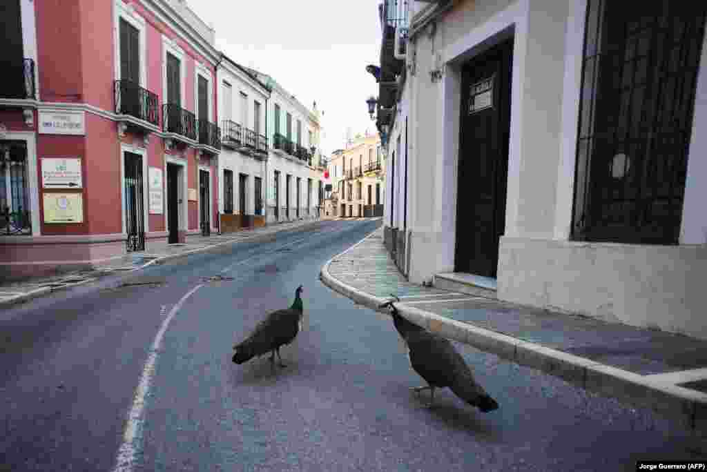 Peacocks in an empty street in Ronda, Spain, on April 3.