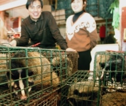 Një lloj i maceve (civet) duke u shitur për mish në një dyqan në Guangzhou në jug të Kinës.
